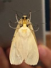 Pareuchaetes pseudoinsulata