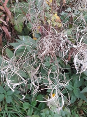 Chamaenerion angustifolium