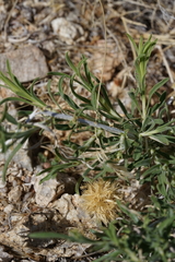 Chrysothamnus viscidiflorus puberulus