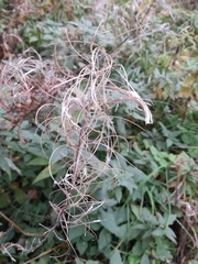 Chamaenerion angustifolium