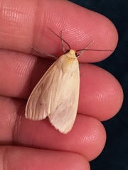 Pareuchaetes pseudoinsulata