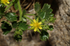 Ivesia saxosa
