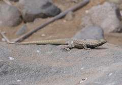 Microlophus peruvianus