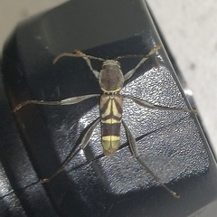 Neoclytus pusillus