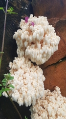 Hericium alpestre