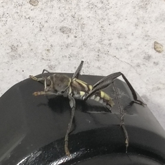 Neoclytus pusillus