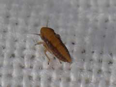 Elymana sulphurella