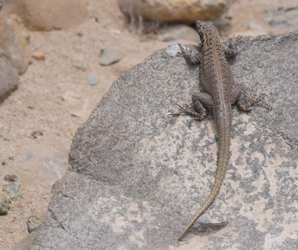 Peru Pacific Iguana from Huaura Province, Peru on September 26, 2021 at ...