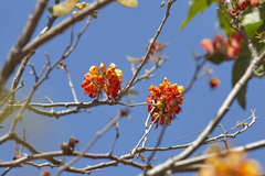 Erythrostemon exostemma