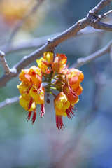 Erythrostemon exostemma