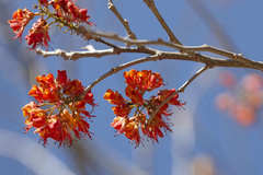 Erythrostemon exostemma