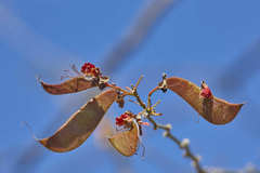 Erythrostemon exostemma