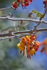 Erythrostemon exostemma