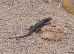 Microlophus peruvianus