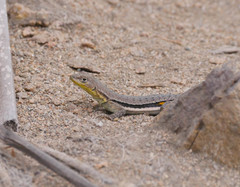 Microlophus peruvianus