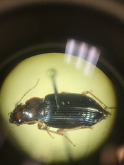 Trichotichnus vulpeculus