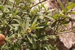 Bowkeria verticillata