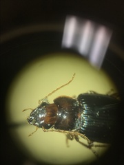 Trichotichnus vulpeculus