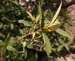 Bowkeria verticillata