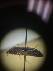 Trichotichnus vulpeculus