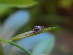 Penthobruchus germaini