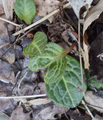 Pyrola americana