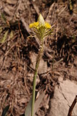 Bulbine narcissifolia