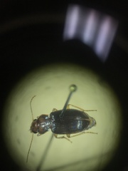 Trichotichnus vulpeculus