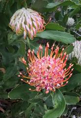 Leucospermum glabrum