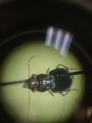 Trichotichnus vulpeculus