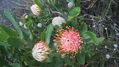 Leucospermum glabrum