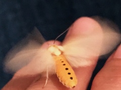 Pareuchaetes pseudoinsulata