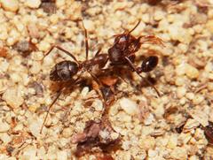 Anoplolepis steingroeveri