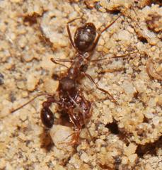 Anoplolepis steingroeveri