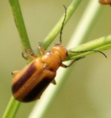 Nemognatha punctulata