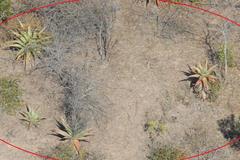 Aloe marlothii marlothii