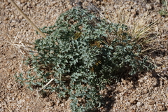 Lomatium rigidum
