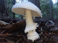 Amanita chrysoblema