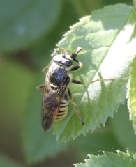 Sphecomyia