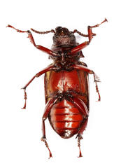 Cantharocnemis fairmairei