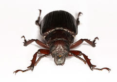 Cantharocnemis fairmairei