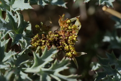Lomatium rigidum