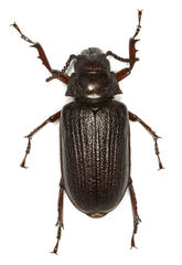 Cantharocnemis fairmairei