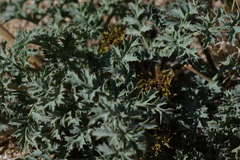 Lomatium rigidum