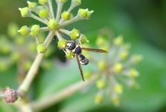 Eumenes mediterraneus