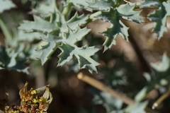 Lomatium rigidum