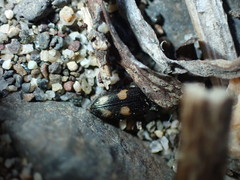 Paracardiophorus