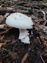 Amanita chrysoblema