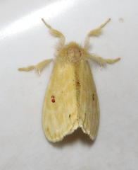 Euproctis bicolor