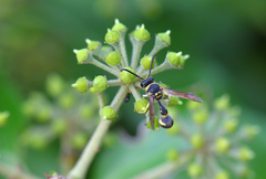 Eumenes mediterraneus